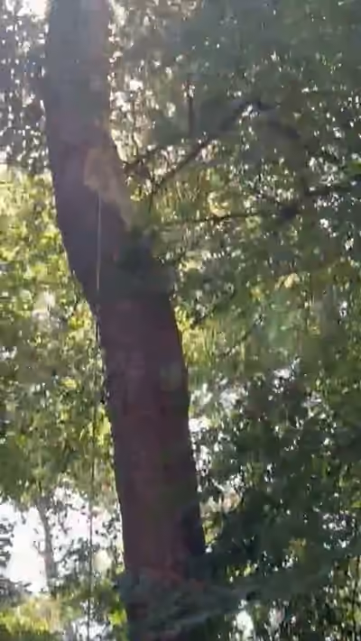 A dead trunk among living trees in a wood, with the climbing rope hanging beside it