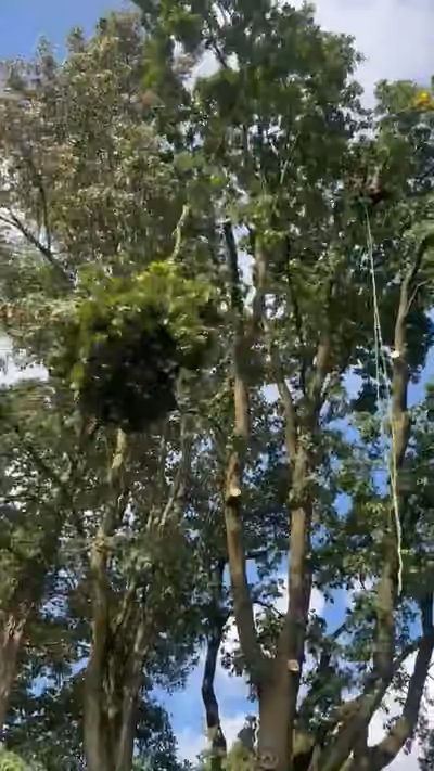 A cut piece of the crown hanging on the climbing rope high in a tree next to a house